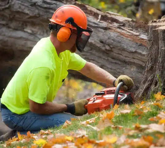 tree services Tierra Amarilla